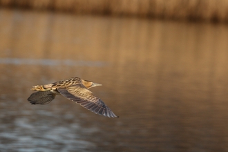 Bittern Flying by Tim Stenton