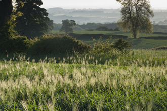 Crop circle