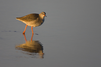 Redshank