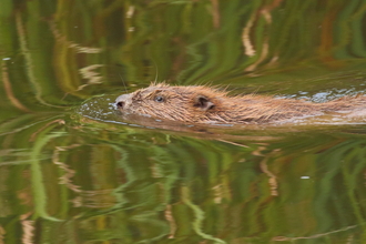 Beaver female Mike Symes Devon WT