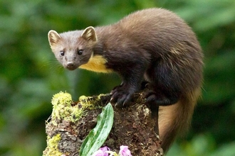 Pine marten