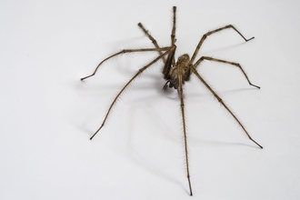 House spider