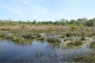 The landscape of Whixall Moss