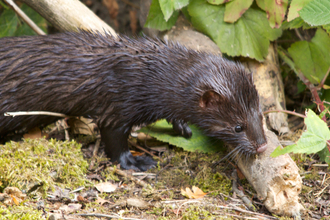 An American mink standing on a canal bank, sniffing a branch