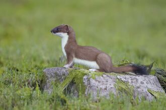 Stoat 