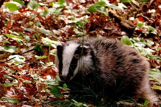 Badger cub autumn