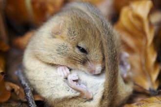 Dormouse curled up from Shutterstock