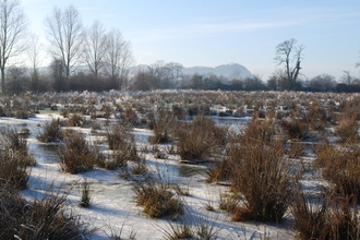 Holly Banks in frost