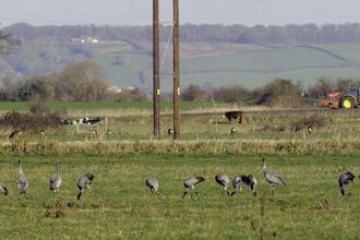 Juvenile Common / Eurasian cranes (Grus grus) recently released by the Great Crane Project onto the Somerset Levels and Moors foraging in pastureland with seven roe deer (Capreolus capreolus), cattle, a farmworker and his tractor in the background.