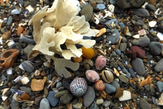 Seashore shells