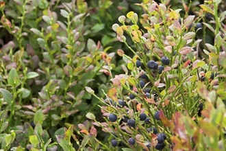 Bilberry plant