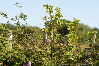 Section of hedgerow on a sunny day