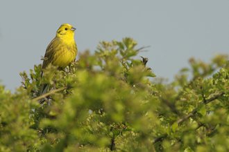 Yellowhammer in a tree by Chris Gomersall 2020VISION