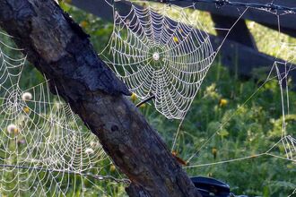 Spider webs on old fence