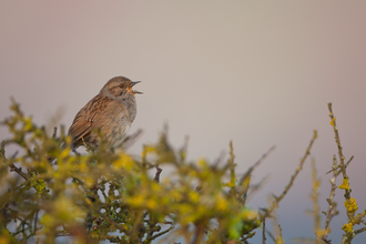 small brown bird sitting on top of hedgerow