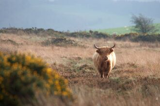 highland cow in field