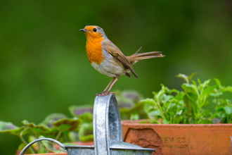 Robin perched o water can