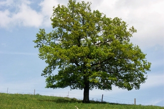 photo of oak tree