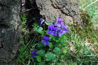 Violets on Llynclys Common