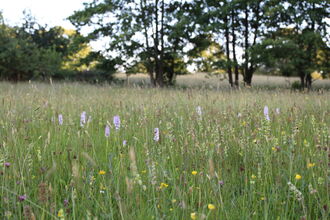 wildflower meadow