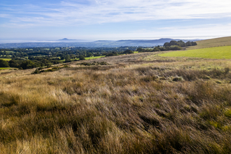 wet rushes infront of a view across the Shropshire Hills