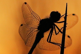 A Black Darter dragonfly against the sun