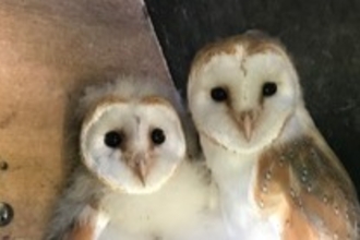 Two Barn owlets in a nest box