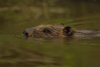 Beaver swimming with its head just above the water