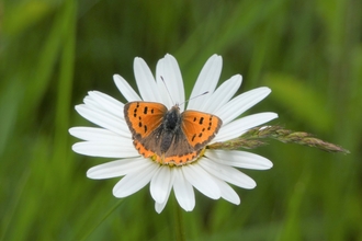Small copper butterfly on daisy