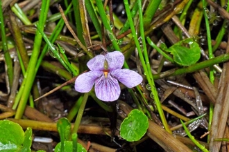 photo of Marsh violet taken on Cramer Gutter