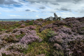 Rocky outcrop surrounded by purple heather
