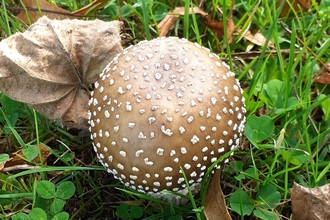 Mushroom
