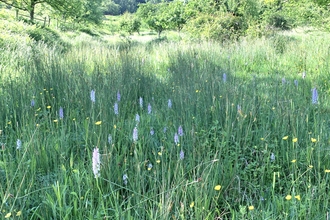 Species Rich Grass Pasture