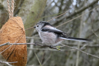 Long tailed tit on feeder