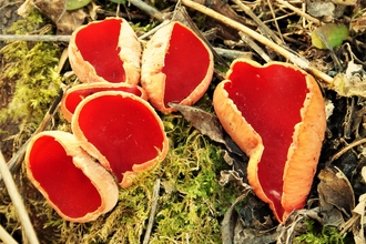 Collection of Scarlet Elf Cup