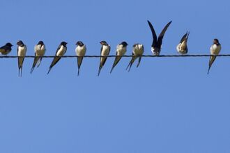 Birds on a line