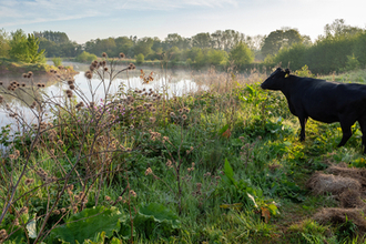 Cow in field