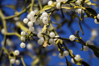 Mistletoe