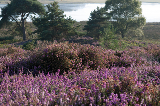 Lowland heath