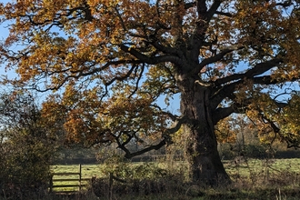 Oak tree in autumn
