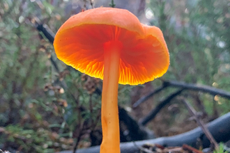 Waxcap