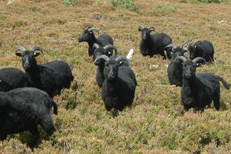 Hebridean sheep