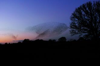 Starling murmuration in front of a pink and blue sky with dark silhouettes of trees