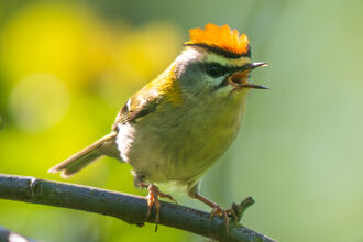 Firecrest in Shropshire with crest raised