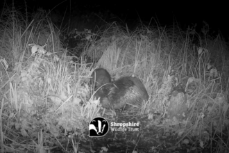 camera trap screenshot of an adult beaver and a beaver kit