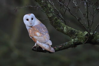 Barn Owl perched