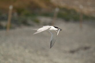 A sandwich tern in flight over a shingly beach, with a fish visible in its mouth. The tern is mostly white, with a black cape extending to its neck and black tips to its wings