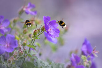 Bumblebees hovering close to blue geranium flowers
