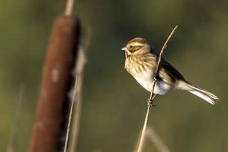 Reed bunting