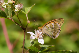 Silver Washed Fritillary